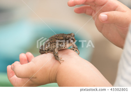 Frog in the hands of a young child, toad Frog in the hands of a young child, toad 43302801