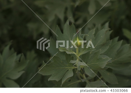 White Matilija poppy bud, a drought tolerant native plant, an outdoor closeup with background of White Matilija poppy bud, a drought tolerant native plant, an outdoor closeup with background of 43303066