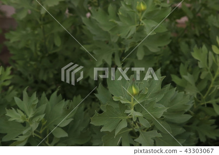 White Matilija poppy bud, a drought tolerant native plant, an outdoor closeup with background of 43303067