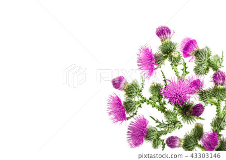milk thistle flower isolated on white background with copy space for your text. Top view. Flat lay milk thistle flower isolated on white background with copy space for your text. Top view. Flat lay 43303146