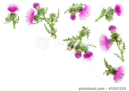 milk thistle flower isolated on white background with copy space for your text. Top view. Flat lay milk thistle flower isolated on white background with copy space for your text. Top view. Flat lay 43303150