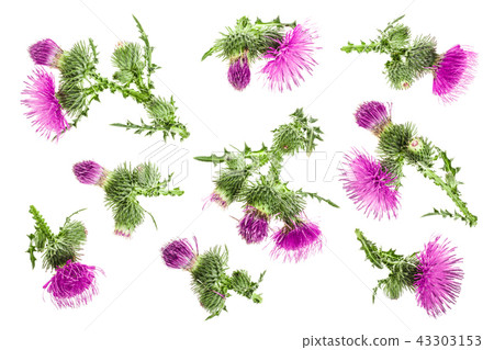 milk thistle flower isolated on white background. Top view. Flat lay pattern milk thistle flower isolated on white background. Top view. Flat lay pattern 43303153