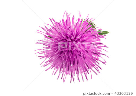 milk thistle flower isolated on white background macro milk thistle flower isolated on white background macro 43303159