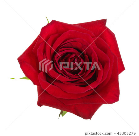 beautiful red rose isolated on white background beautiful red rose isolated on white background 43303279