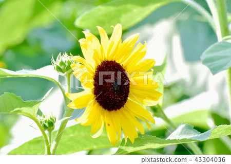 Sunflower blooming in Mitaka Nakahara Sunflower blooming in Mitaka Nakahara 43304036