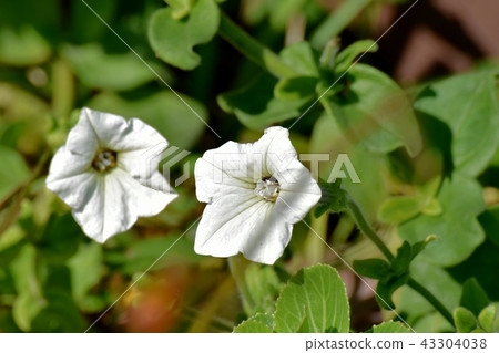 White Petunia blooming in Mitaka Nakahara 43304038