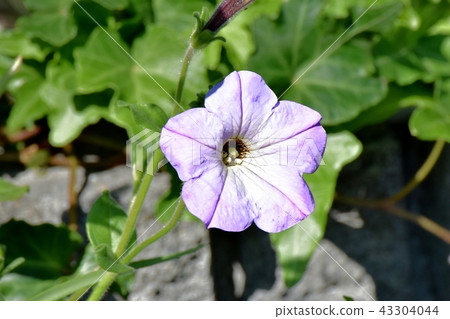 A light purple petunia blooming in Mitaka Nakahara A light purple petunia blooming in Mitaka Nakahara 43304044