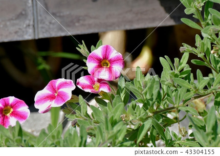 Red and pink double-colored petunia blooming in Mitaka Nakahara Red and pink double-colored petunia blooming in Mitaka Nakahara 43304155