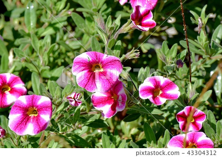 Red and pink double-colored petunia blooming in Mitaka Nakahara 43304312