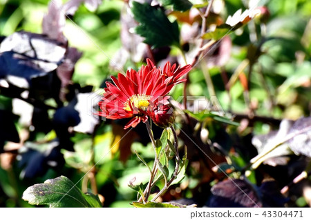 Red spray like blooming in Mikasa Nakahara (Spray Mum) 43304471