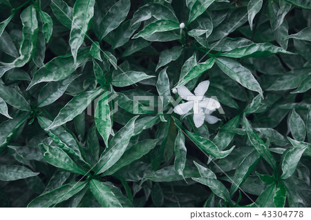 Dark faded green leaves pattern background Dark faded green leaves pattern background 43304778