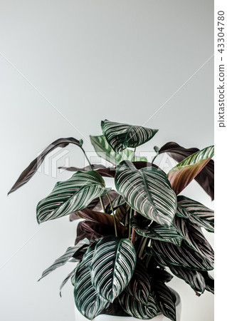 Dark green leaves home plant against white wall 43304780