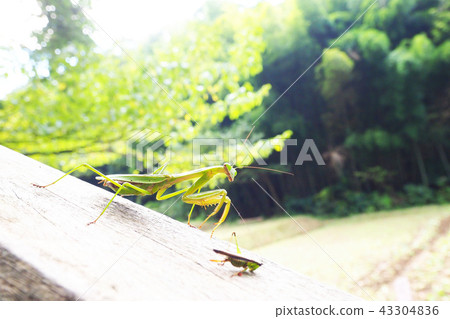 螳螂在尋找蝗蟲 螳螂在尋找蝗蟲 43304836