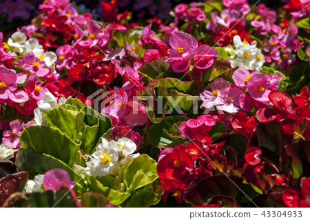 Beautiful multiclored flowers. Beautiful multiclored flowers. 43304933