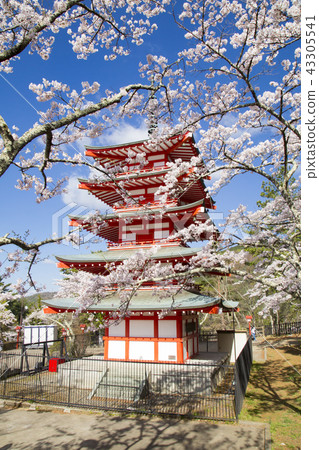 Shin Kurayama Asama Park cherry blossoms Shin Kurayama Asama Park cherry blossoms 43305541