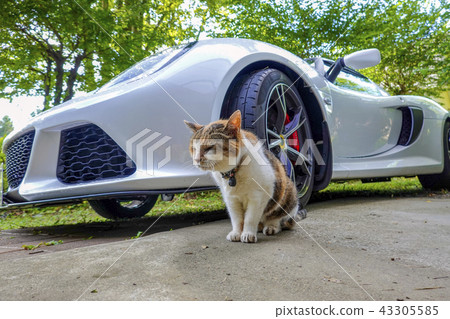 Sports car and cat 43305585