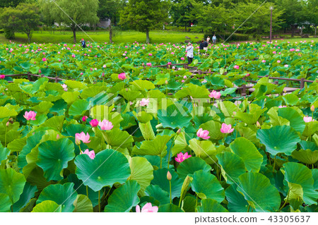 Lotus flower landscape of ancient lotus village 43305637
