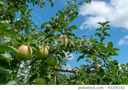 [The foot of Mt. Iwaki, Hirosaki City, Aomori Prefecture] Apples in Tsugaru will soon turn red. 43306162