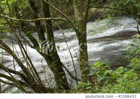 Flow of the Kijiya Valley seen from the trees 43306431