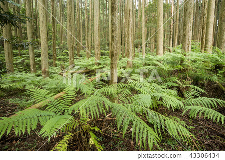 Community of fern under cedar forest 43306434