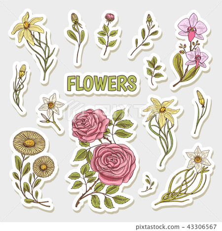 Flowers set of stickers. Wedding botanical garden or plant. Vector illustration. engraved hand drawn Flowers set of stickers. Wedding botanical garden or plant. Vector illustration. engraved hand drawn 43306567