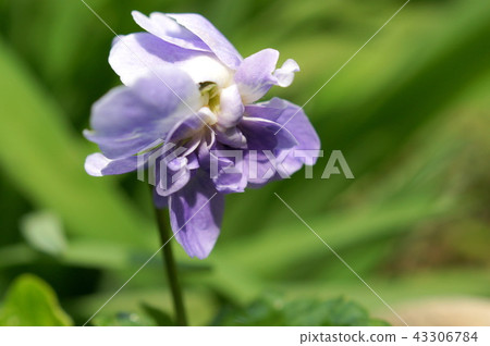 Ooi紫羅蘭（帕爾瑪紫羅蘭） 43306784