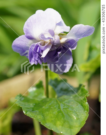Ooi violet (palma violet) Ooi violet (palma violet) 43306785