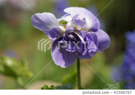 Ooi紫羅蘭（帕爾瑪紫羅蘭） 43306787