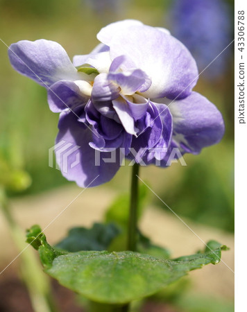 Ooi紫羅蘭（帕爾瑪紫羅蘭） 43306788