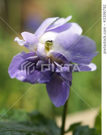 Ooi紫羅蘭（帕爾瑪紫羅蘭） 43306792