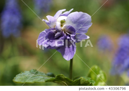 Ooi紫羅蘭（帕爾瑪紫羅蘭） 43306796