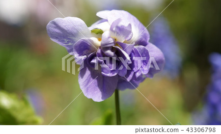 Ooi紫羅蘭（帕爾瑪紫羅蘭） 43306798