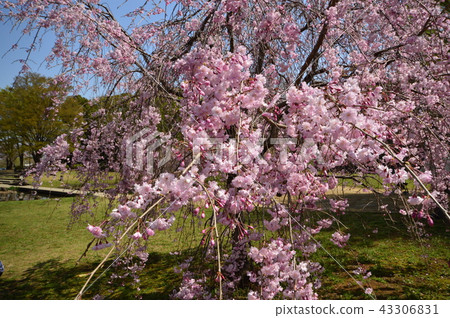 The spring of Kanayama Ryokuchi Park is Kiyose City The spring of Kanayama Ryokuchi Park is Kiyose City 43306831