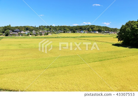 Blue sky and autumn countryside scenery Blue sky and autumn countryside scenery 43307553