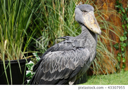 Upper half-body 43307955