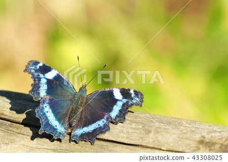 琉璃蛺蝶 琉璃蛺蝶 43308025