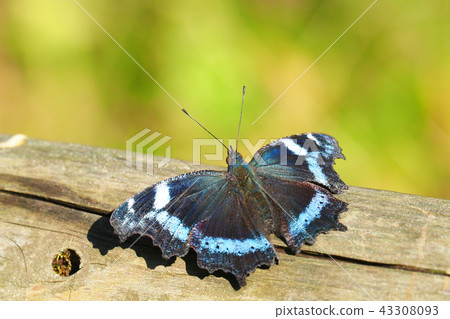 White-tailed butterfly White-tailed butterfly 43308093