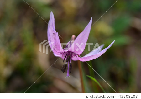 Katamari Mizuho town of Sayama Hanatari no Sato 43308108