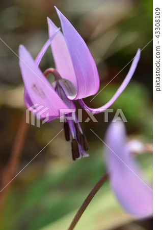 Sayata Hanatari no Sato的Katamari Mizuho鎮 43308109