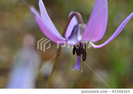 Sayata Hanatari no Sato的Katamari Mizuho鎮 Sayata Hanatari no Sato的Katamari Mizuho鎮 43308163