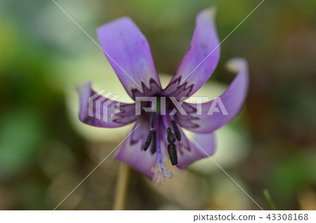 Sayata Hanatari no Sato的Katamari Mizuho鎮 43308168