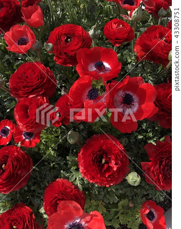 Flower red 43308751