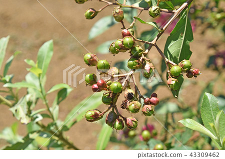 Salsberg young fruit 43309462