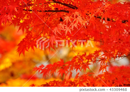 秋葉紅色和黃色 43309468