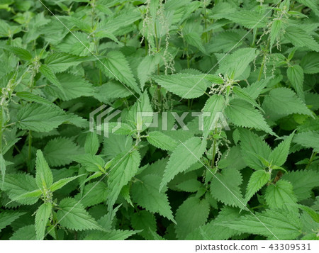 Nettle Urtica dioica 43309531
