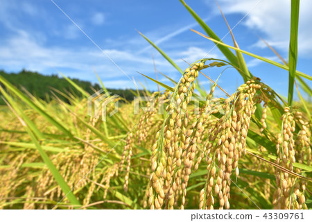 Rice field 43309761