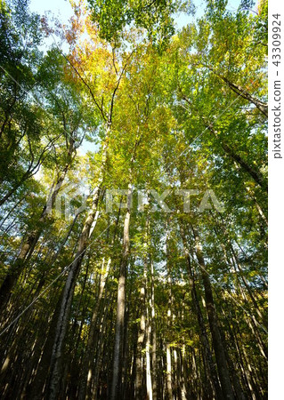 Beautiful forest (vertical) Beautiful forest (vertical) 43309924