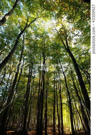 Beautiful forest (vertical) Beautiful forest (vertical) 43309927