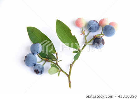 Blueberry twig Blueberry twig 43310350