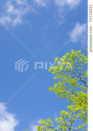 Blue sky and leaves Blue sky and leaves 43310852